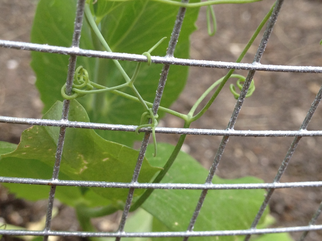 This little pea is climbing for his life! 