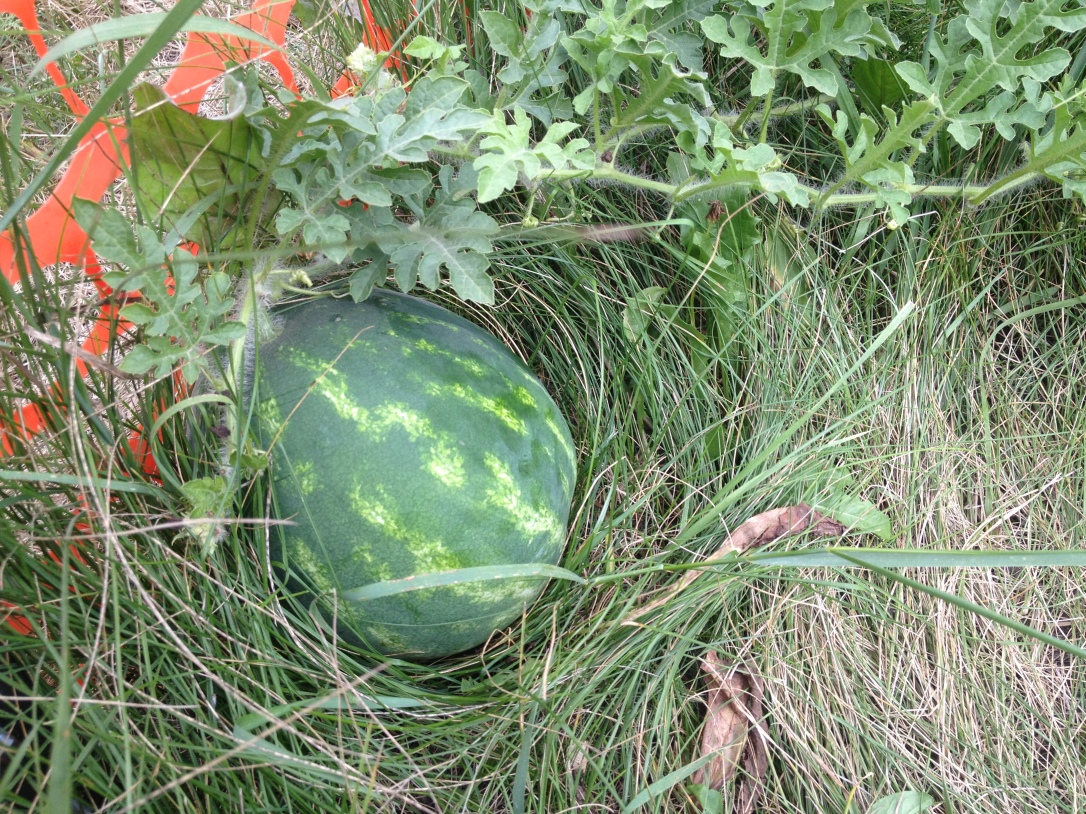 Watermelon. We also have exactly three watermelon growing. I am hopeful-as I love to eat a watermelon for an entire meal. 
