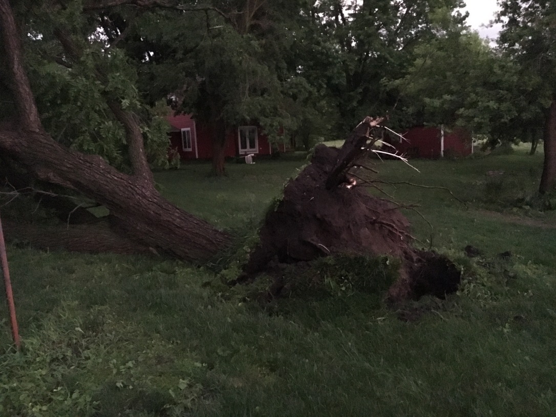 Both trees were ripped out by the roots from the ground with the force of the wind.